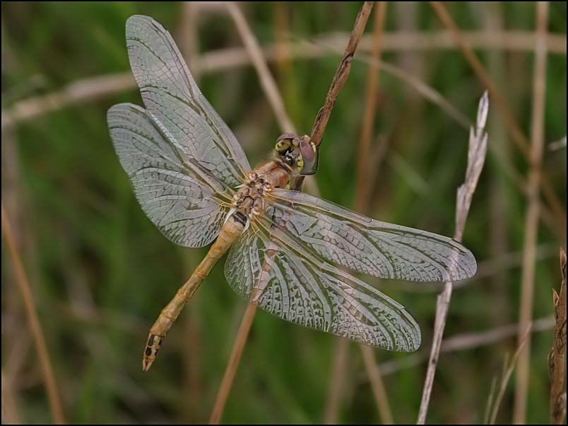 2007-08-18_Zwervende_heidelibel_-_Zuidlaardermeer, zuidoever_2.jpg